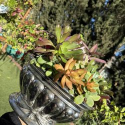 Gorgeous Succulent Arrangement 