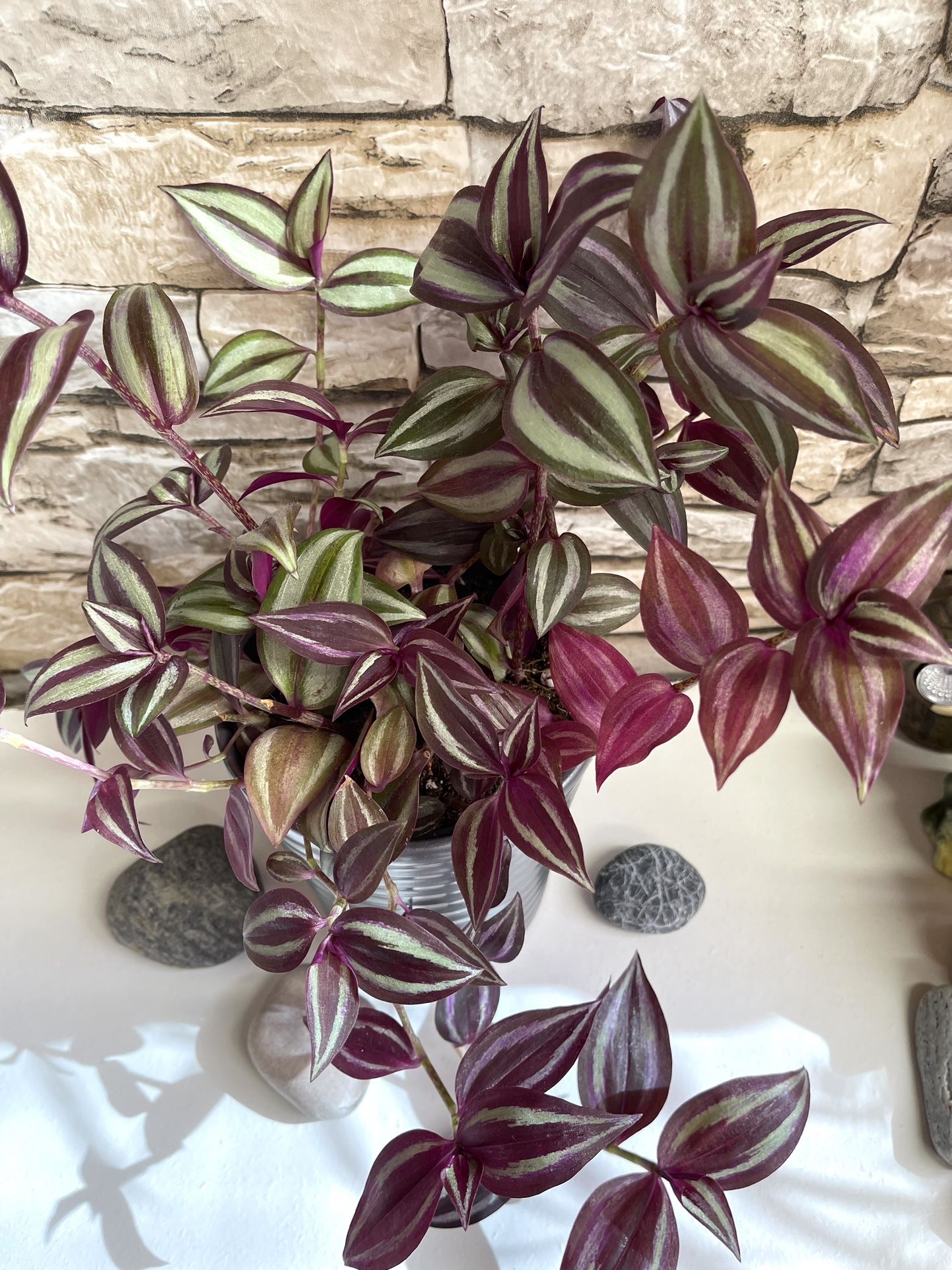 Tradescantia Zebrina Beautiful House Plant In Textured Ceramic Pot 5.5”H.
