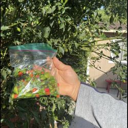 Chiles Organic  For Sale 