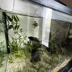 10 Gallon Aquarium Set Up