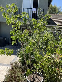 Big Mulberry Tree In A Pot