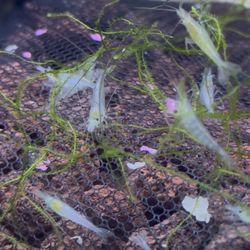 NeoCaridina Shrimp Tank  