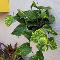 Golden Pothos 6” Hanging