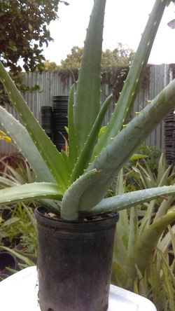 Aloe Vera Plant