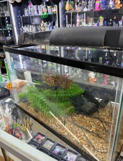 10gallon Fish Tank / Aquarium / Terrarium Setup – LED Lid, Plants & Decor Included
