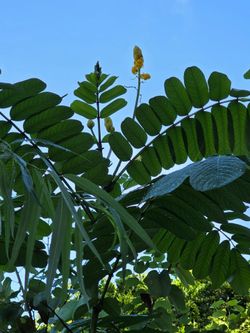 Cassia Candlestick Plants