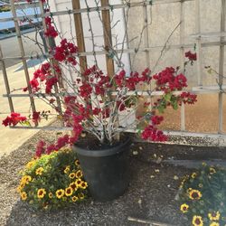 2 Claiming Bunches W/ Flowers 