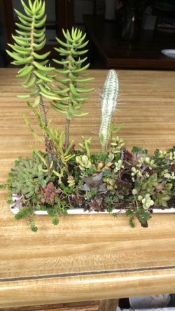 Succulents Plants Bonsai
