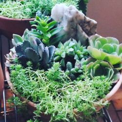 Succulents