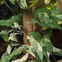 Rare White Knight Albo Variegata Arrowhead Plant / House Plant/ Indoor Plant Flower Patio Garden