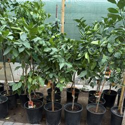 Oranges 🍊 Trees Arizona Sweet,Cara Cara Red Navel,Moro Blood,Navel,$55 Each Price Firm