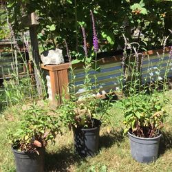 Three Pots Of “Spiked Speedwell” Perennial Garden Flowering Pollinator Plant.           $5 Each