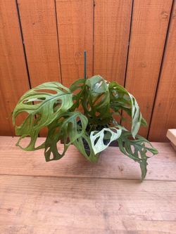 Monstera esqueleto 6” pot (#2)