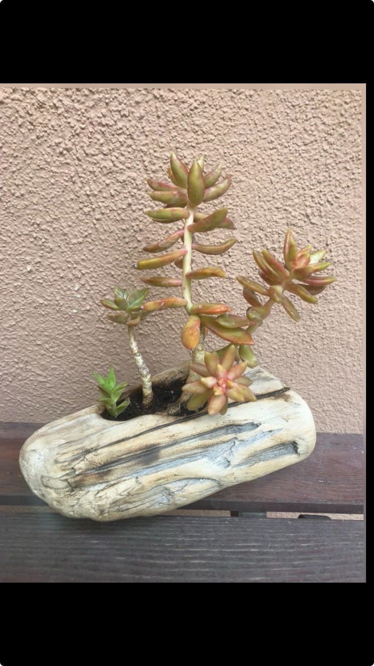 Driftwood Succulent Planter
