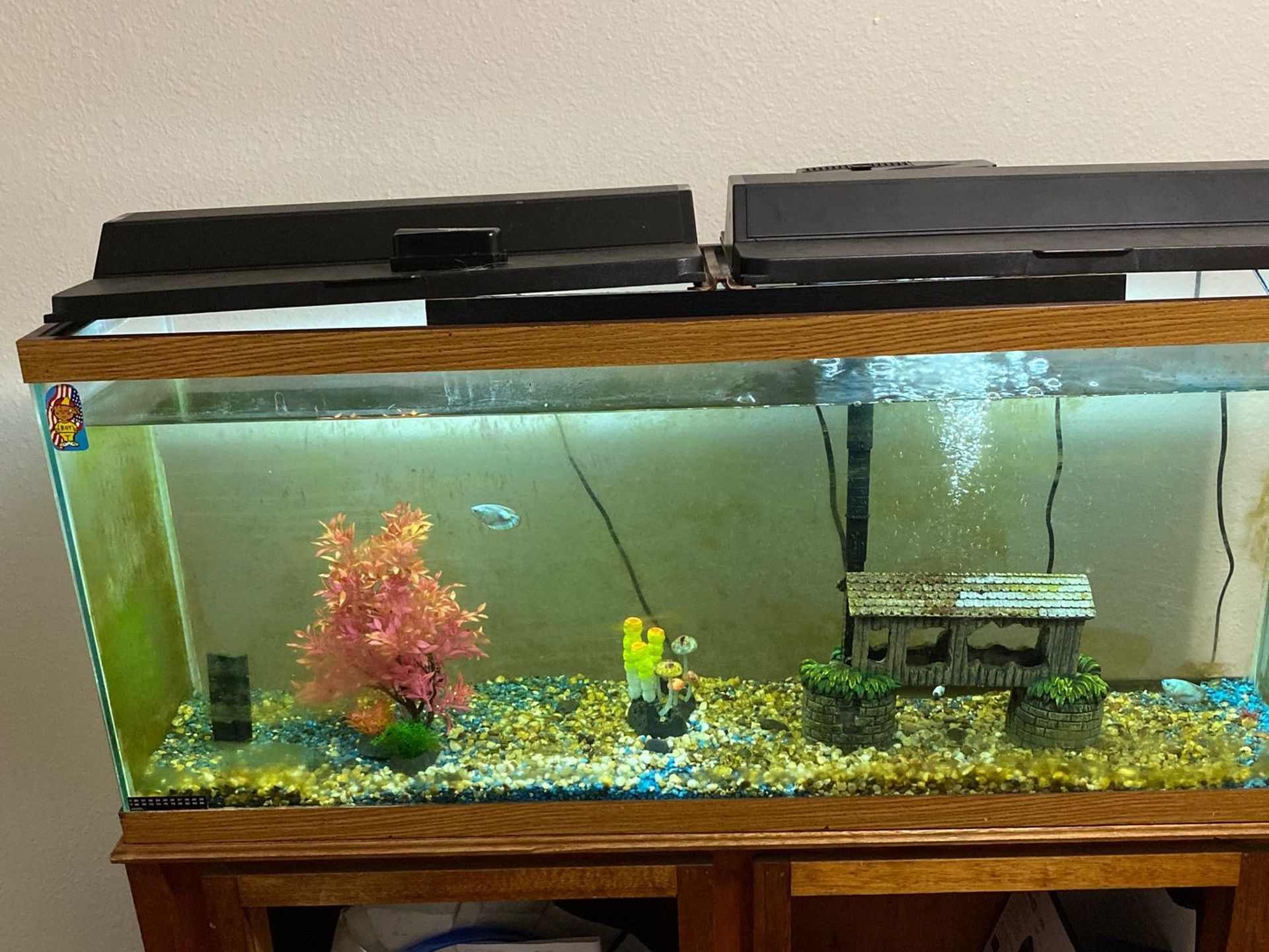 75 gallon Aquarium