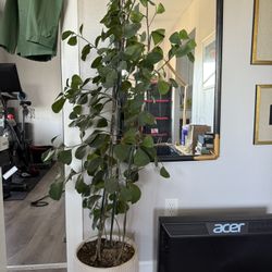 5 Foot Tall Indoor Tree, Dog Safe
