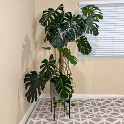 Gorgeous 7FT Mature Monstera Deliciosa with Stand & Planter