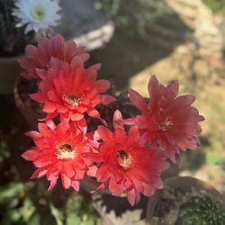 Cactus In Clay Pot 