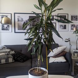 Healthy 4 Foot Tall Dracaena Plant With Pot Included