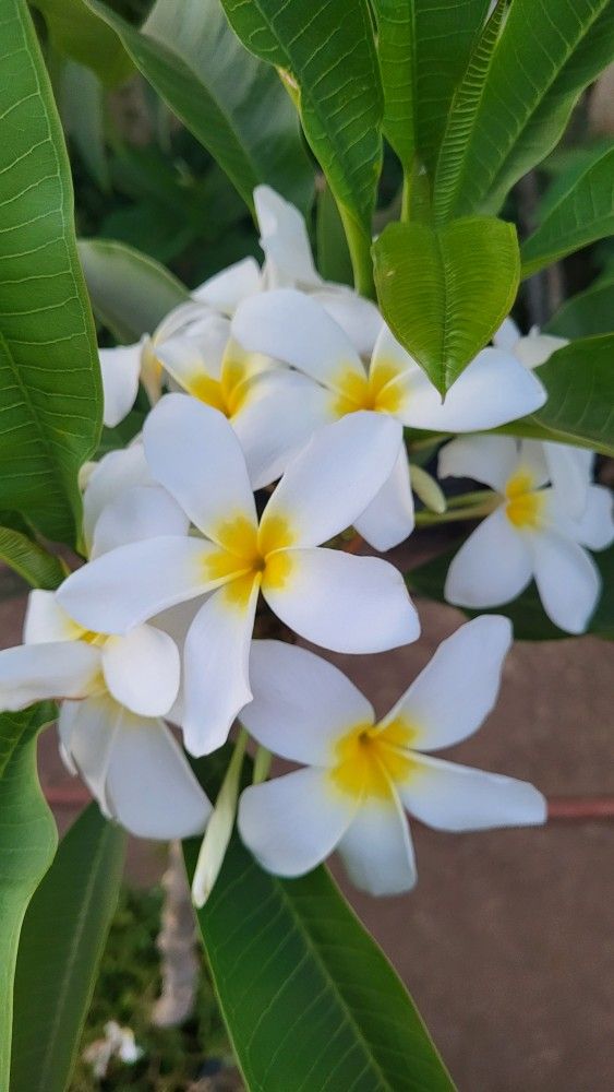 PLUMERIA GRANDE