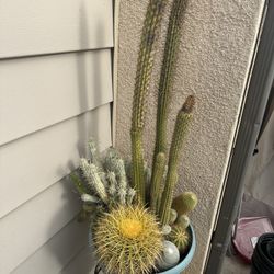 Cactus Plant