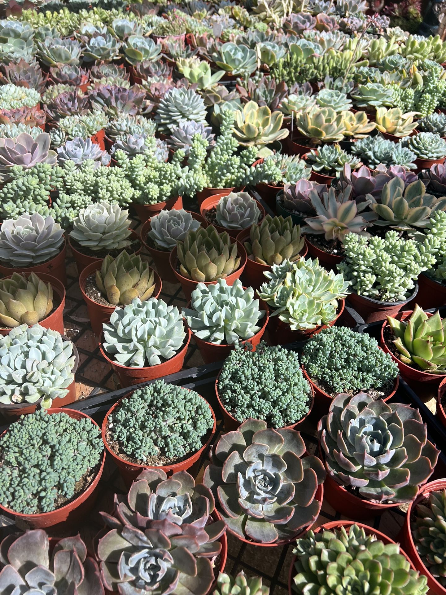 4” Succulents
