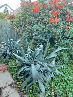 Giant Agave Cactus Plant