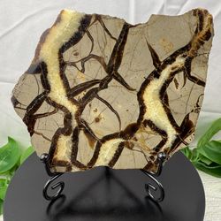 Crystal Septarian Slab