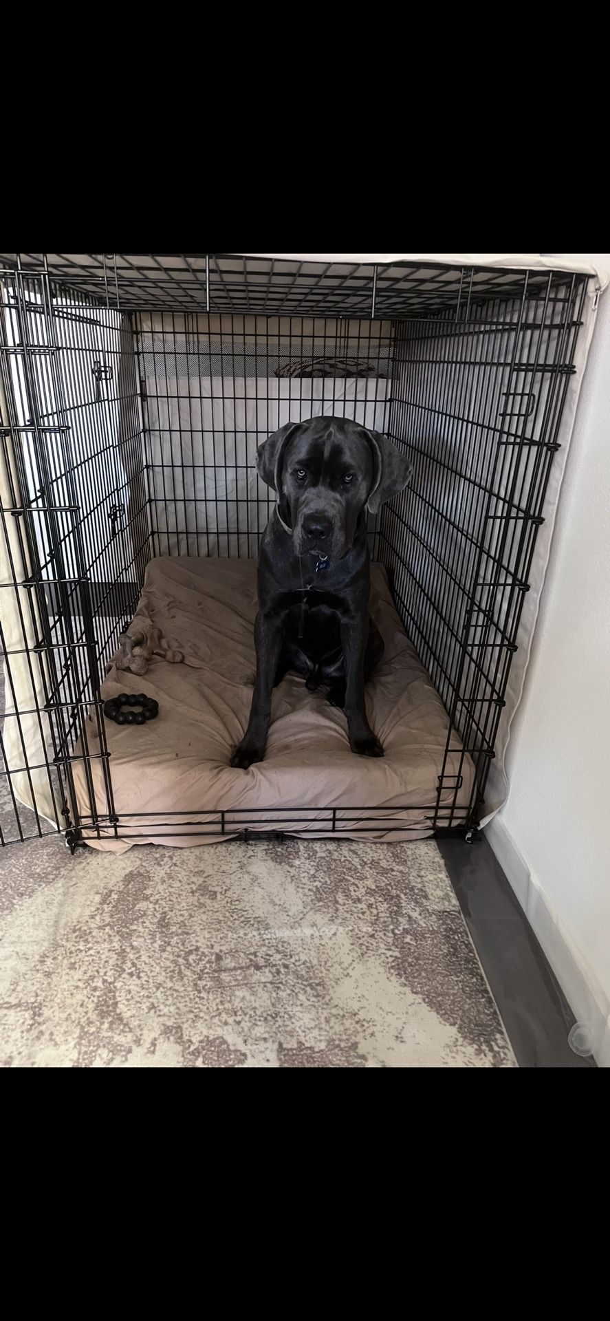 Dog Crate - XXL Double Door Crate