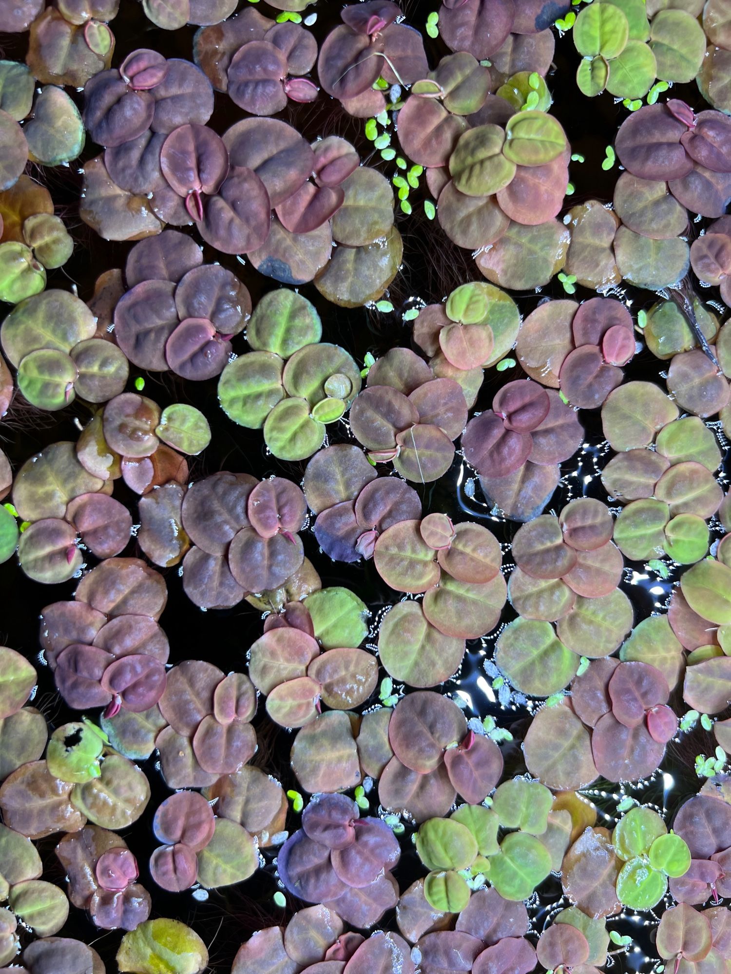 Red root floater (Phyllanthus fluitans) 