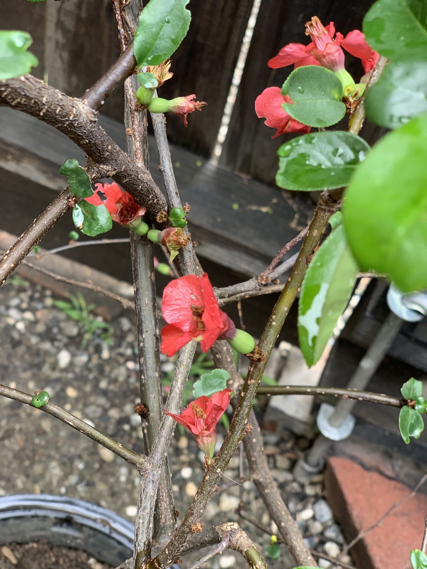 Red Blooming Flowering Budding Quince Bush Shrub Tree Thick Trunk in 5 Gallon Pot 