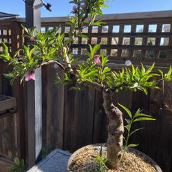 fiddle leaf fig ficus Little Fiddle Leaf Fig Medium / White