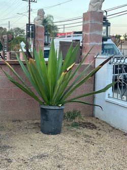 Large Mature Yucca Plant – 5 Ft Tall – $60 OBO