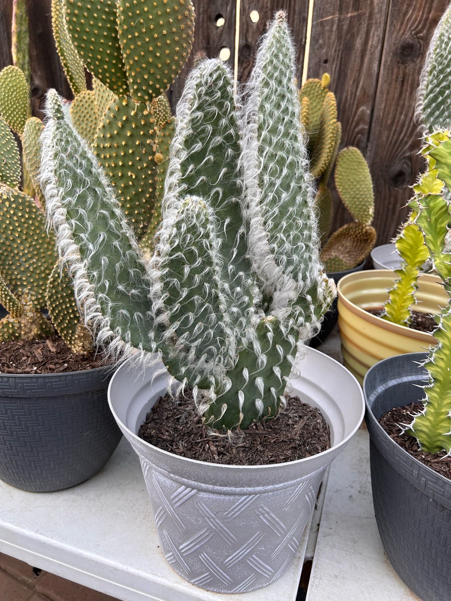 Hairy cactus plant
