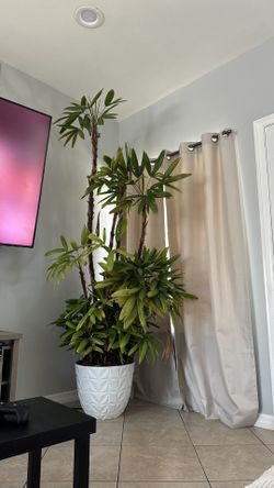 Indoor Tree