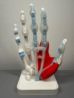 STRATA 3D Prints - Hand Anatomy Model