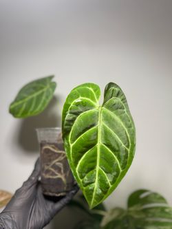 Anthurium Regale