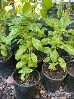 Planta de albacar , organic basil