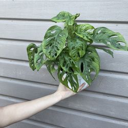 6” Monstera Wide Form