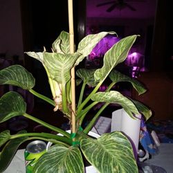 Plant Purge/sale North Mpls 