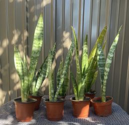 Snake Plants Lengua De Suegra.