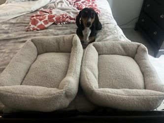 Pet Beds