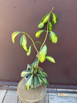 6” xl Hoya maharani