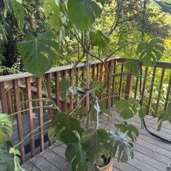 Monstera