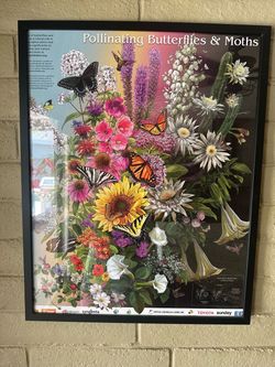 Pollinating Butterflies & Moths Framed Poster
