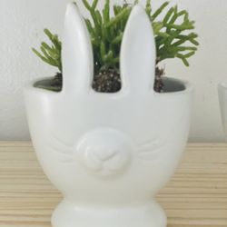 Cute Bunny Pot With Succulent Or Kerri Heart Hoya 