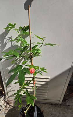 Abutilon 'Tiger Eye' Live Plant