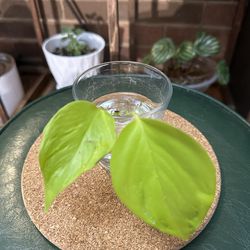 Champs-Elysees Pothos