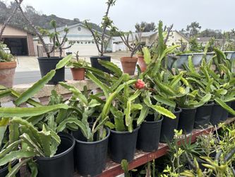 Dragon Fruit Tree