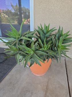 Large Gold Tooth Aloe Plant